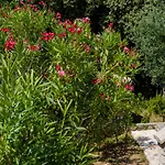 Villa Sveti Jakov Sveti Jakov
